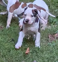 Maverick , a male American Bulldog for sale in Decatur, TN – 3 of 9