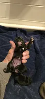 Brittney, a female Pug for sale in Hawley, PA – 1 of 1