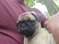Bo, a male Pug for sale in Hawley, PA – 6 of 7