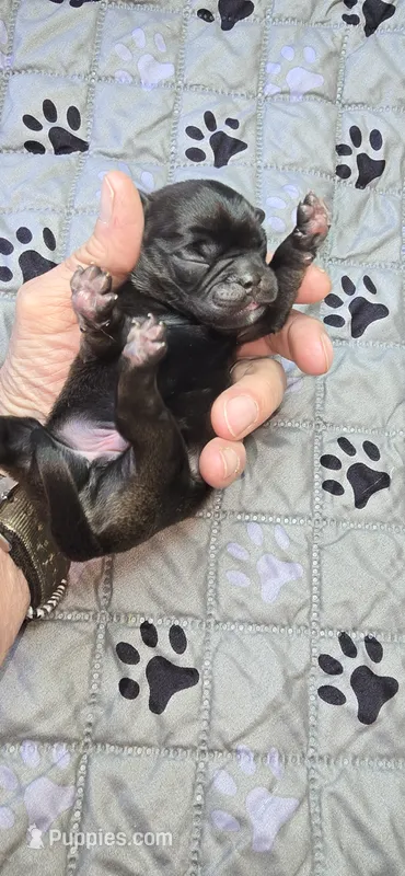 Byron – Pug puppy for sale in Hawley, PA