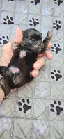 Byron, a male Pug for sale in Hawley, PA – 1 of 1