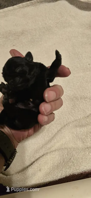 Mary – Pug puppy for sale in Hawley, PA