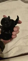 Mary, a female Pug for sale in Hawley, PA – 1 of 1