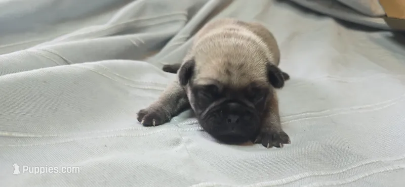 Jack – Pug puppy for sale in Hawley, PA