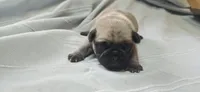 Jack, a male Pug for sale in Hawley, PA – 1 of 2