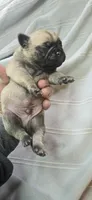 Moe, a male Pug for sale in Hawley, PA – 2 of 2