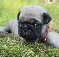 Bo, a male Pug for sale in Hawley, PA – 2 of 5