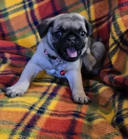 Connor, a male Pug for sale in Hawley, PA – Photo 1 of 9