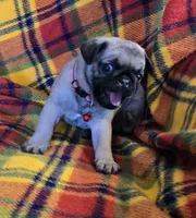Connor, a male Pug for sale in Hawley, PA – Photo 2 of 9