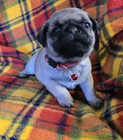 Connor, a male Pug for sale in Hawley, PA – Photo 8 of 9