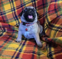 Connor, a male Pug for sale in Hawley, PA – Photo 7 of 9