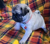 Connor, a male Pug for sale in Hawley, PA – Photo 3 of 9
