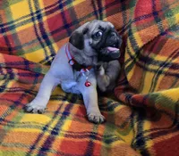 Connor, a male Pug for sale in Hawley, PA – Photo 6 of 9