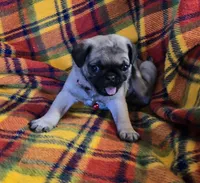 Connor, a male Pug for sale in Hawley, PA – Photo 5 of 9