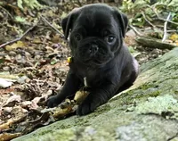 Brittney, a female Pug for sale in Hawley, PA – 3 of 9