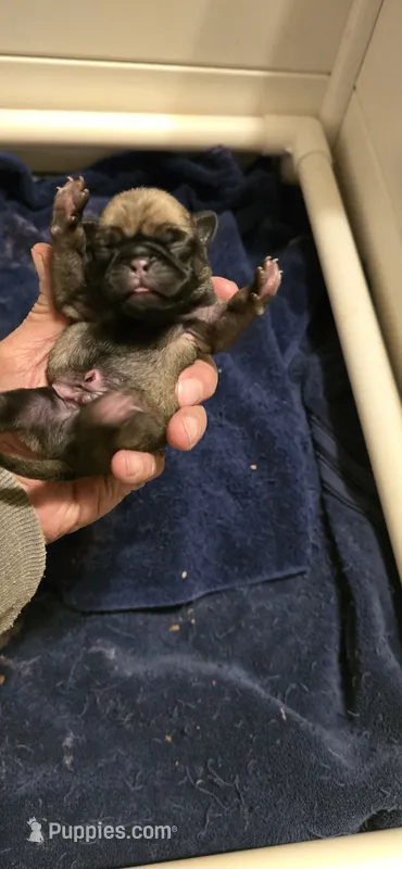 Chad – Pug puppy for sale in Hawley, PA