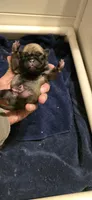 Chad, a male Pug for sale in Hawley, PA – 1 of 1