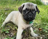 Luke, a male Pug for sale in Hawley, PA – 2 of 4