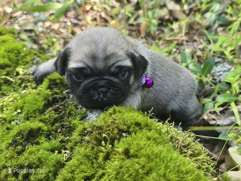 Manny – Pug puppy for sale in Hawley, PA