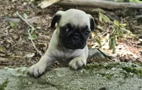Chad, a male Pug for sale in Hawley, PA – 5 of 8
