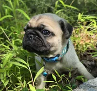 Jack, a male Pug for sale in Hawley, PA – 3 of 9
