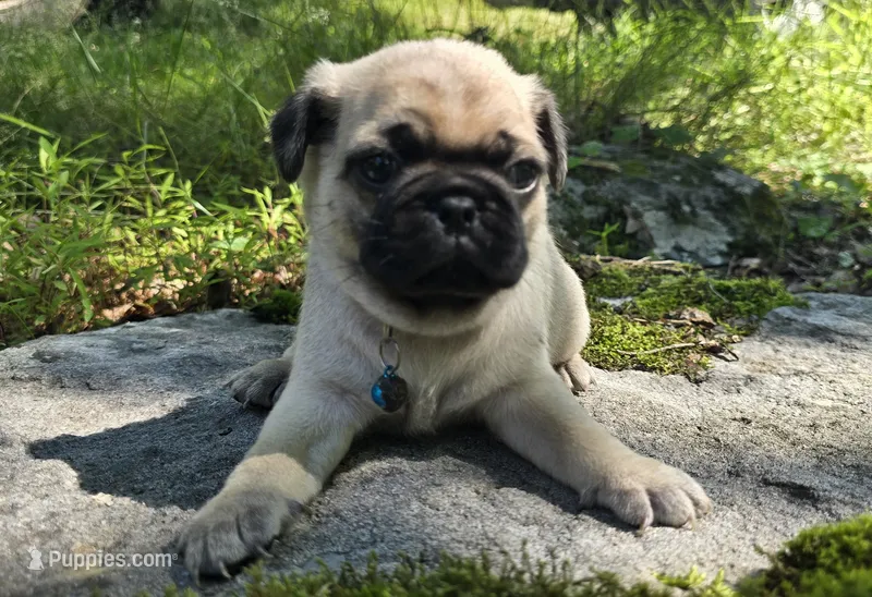 Jack – Pug puppy for sale in Hawley, PA