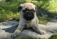 Jack, a male Pug for sale in Hawley, PA – 1 of 9