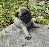 Christy, a female Pug for sale in Hawley, PA – 6 of 7