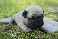 Bo, a male Pug for sale in Hawley, PA – 5 of 5