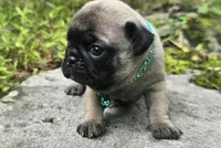 Christy, a female Pug for sale in Hawley, PA – 2 of 7