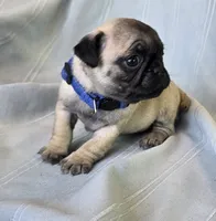 processed/2a4fb388-7b14-4d0c-b5f5-b004d17982bb/listing/19cc3554-da01-48f4-9510-c9f971f54688/73ef1d5f-c1a2-4cde-be4d-d047bcdb5b7b