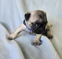 processed/2a4fb388-7b14-4d0c-b5f5-b004d17982bb/listing/19cc3554-da01-48f4-9510-c9f971f54688/ada243ff-9f20-4ce7-8b00-14e6059aa86e