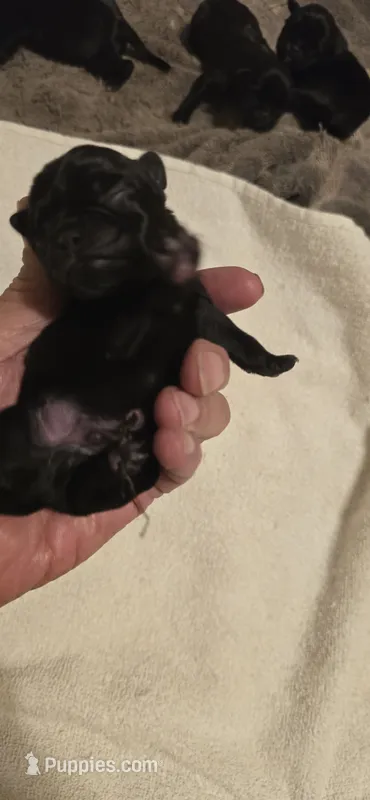 Milo – Pug puppy for sale in Hawley, PA