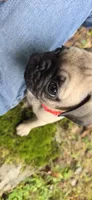 Bo, a male Pug for sale in Hawley, PA – 4 of 7