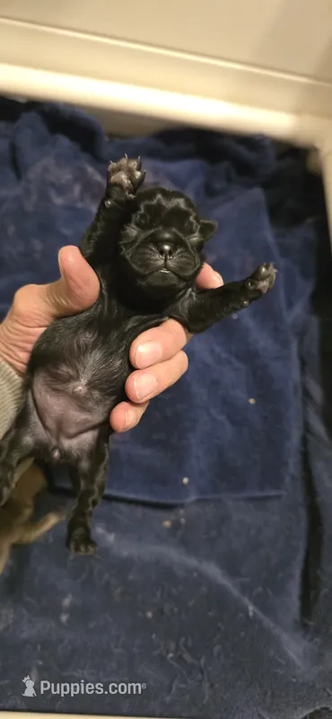 Betty – Pug puppy for sale in Hawley, PA