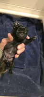 Betty, a female Pug for sale in Hawley, PA – 1 of 1