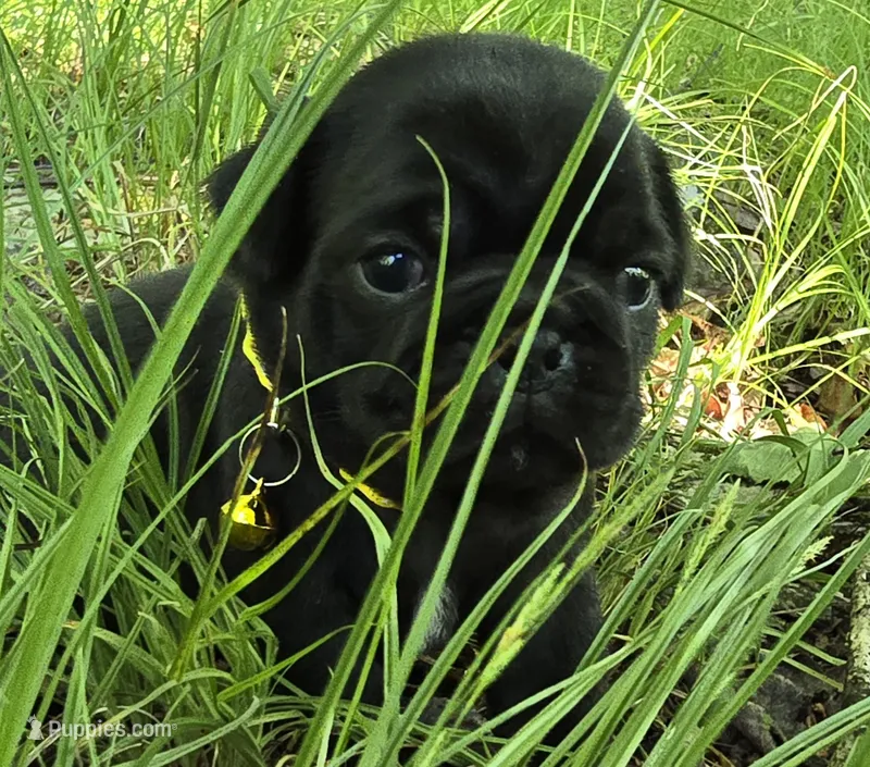 Brittney – Pug puppy for sale in Hawley, PA