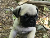 Chad, a male Pug for sale in Hawley, PA – 6 of 8