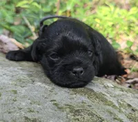 Brad, a male Pug for sale in Hawley, PA – 4 of 4