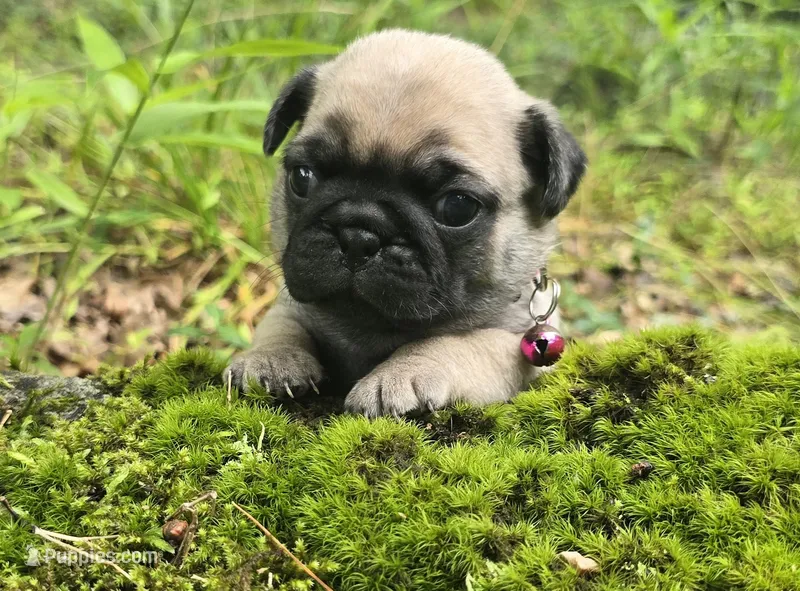 Connie – Pug puppy for sale in Hawley, PA