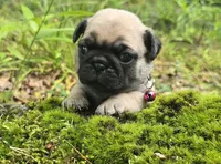 Connie, a female Pug for sale in Hawley, PA – 1 of 9