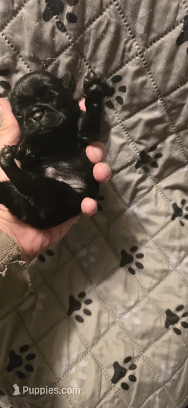 Margaret – Pug puppy for sale in Hawley, PA