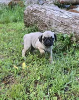 Dwight, a male Pug for sale in Hawley, PA – Photo 3 of 9
