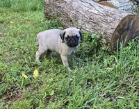 Dwight, a male Pug for sale in Hawley, PA – Photo 4 of 9