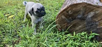 Dwight, a male Pug for sale in Hawley, PA – Photo 9 of 9