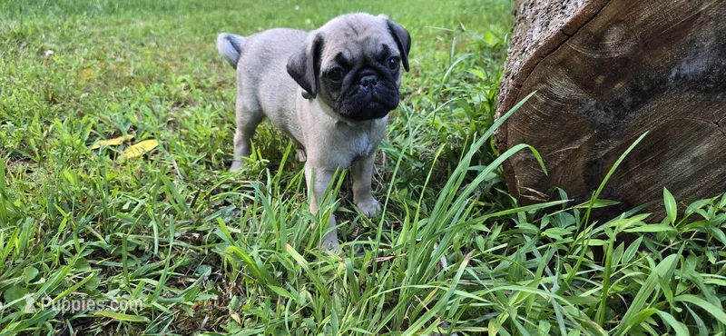 Dwight, a male Pug for sale in Hawley, PA – Photo 1 of 9