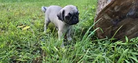 Dwight, a male Pug for sale in Hawley, PA – Photo 5 of 9