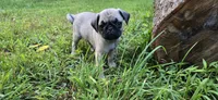 Dwight, a male Pug for sale in Hawley, PA – Photo 6 of 9