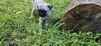 Dwight, a male Pug for sale in Hawley, PA – Photo 7 of 9