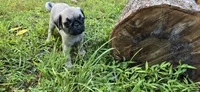 Dwight, a male Pug for sale in Hawley, PA – Photo 2 of 9